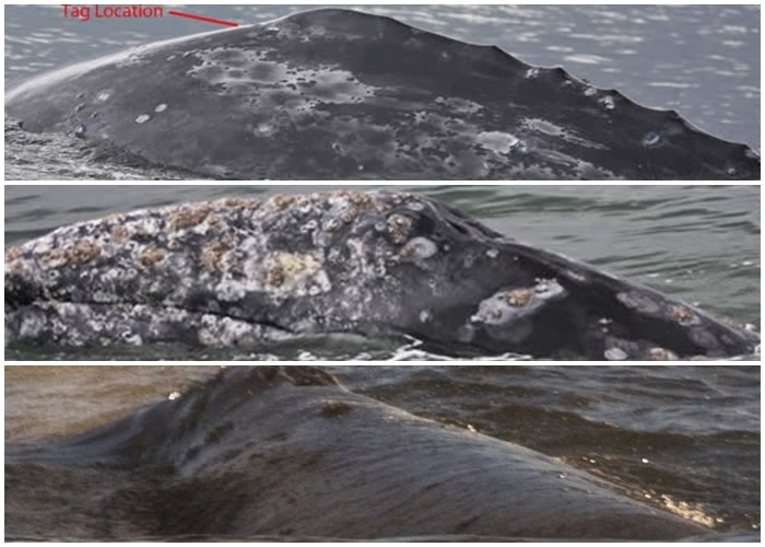 瓦尔瓦拉写下哺乳类动物迁徙的最远距离纪录。上图红字处为它的追踪标签所在。