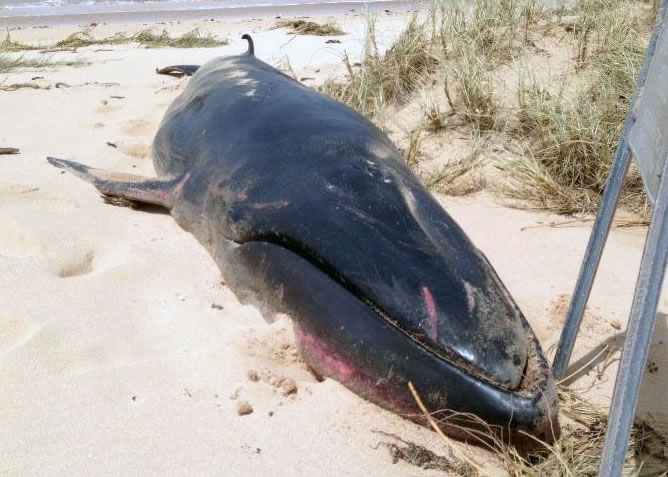 极罕见大村鲸陈尸澳洲西澳海滩