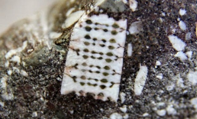 俄罗斯科学家发现2.5亿年前的芯片化石