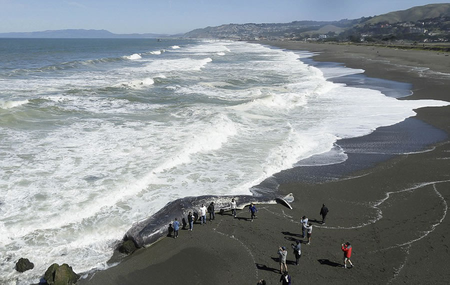 美国加州一只长达15米的抹香鲸被冲上海岸