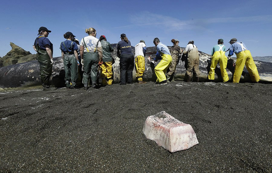 美国加州一只长达15米的抹香鲸被冲上海岸