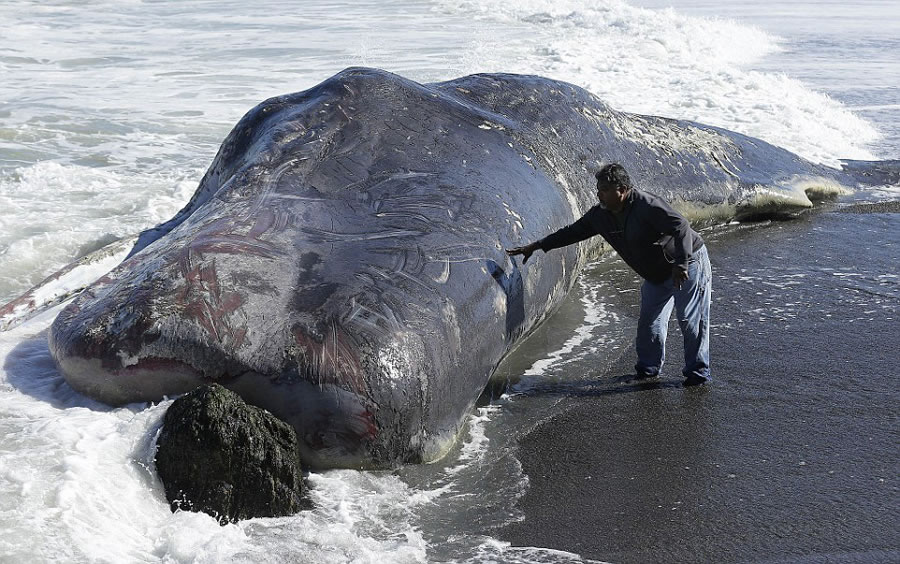 美国加州一只长达15米的抹香鲸被冲上海岸