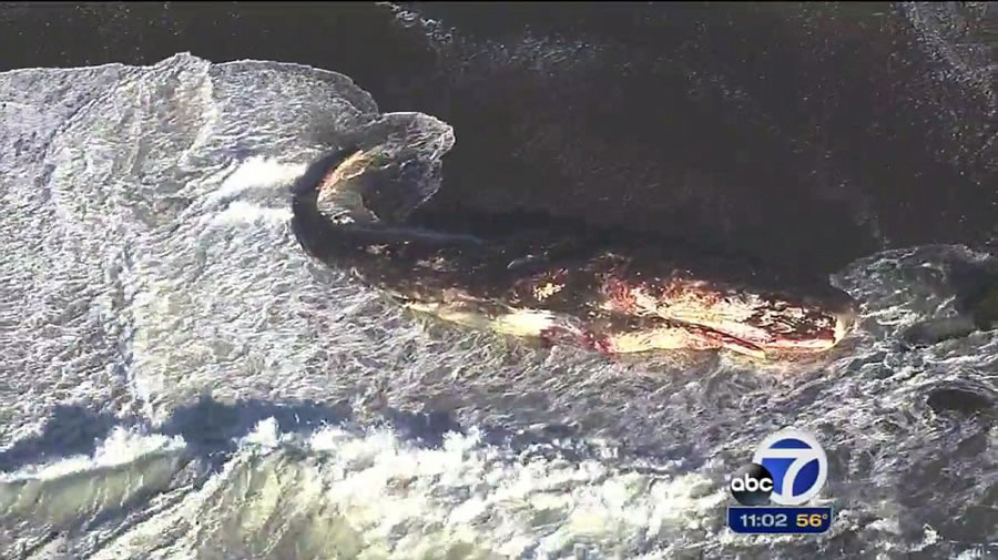 美国加州一只长达15米的抹香鲸被冲上海岸