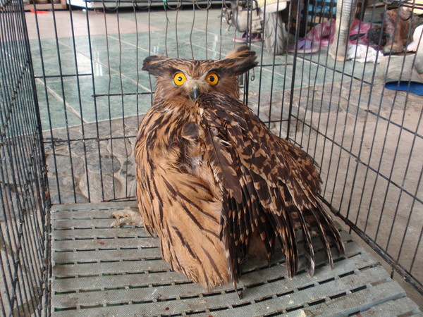 林务局就地野放落难「黄鱼鸮」。(图/台东林管处)