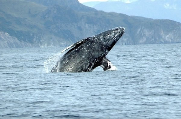 ҾVarvaraƲ鶯ǨԶļ¼