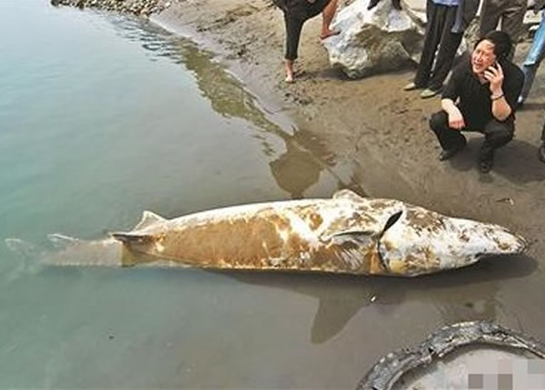 因不敌环境变化和水质污染,有野生中华鲟死亡后漂尸江边。(资料图片)