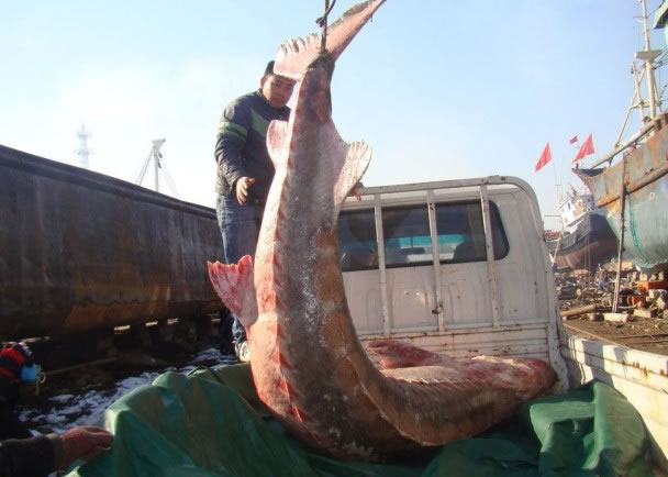 除了受到水质污染影响,渔民不时捕获野生中华鲟致其受伤死亡,也是“国宝”数量大减的另一原因。