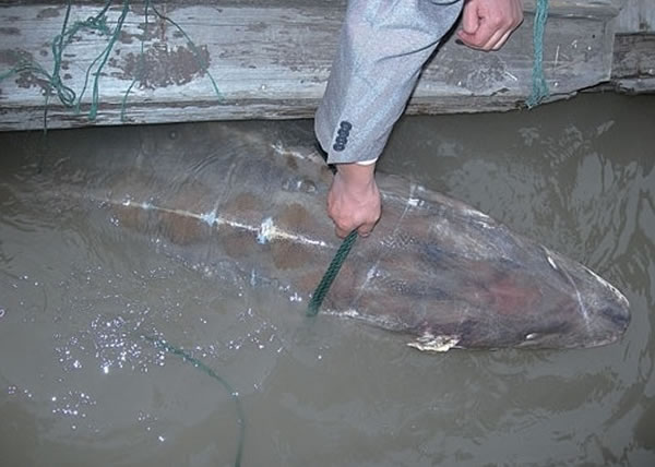 渔民不时在长江捕获野生中华鲟。