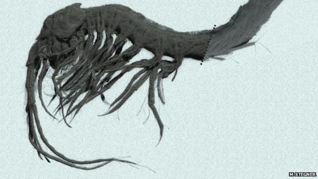 生活在完全的黑暗中使一些甲壳类动物在数百万年进化史中失去眼睛