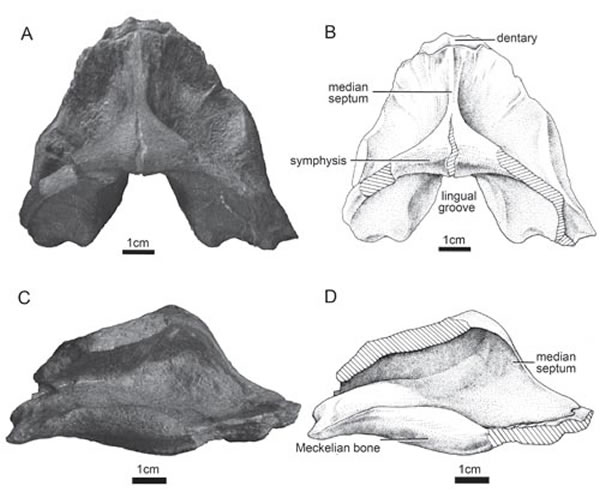���Ͽ�˼��˹��㣨Cathlorhynchus zengi����ʯ