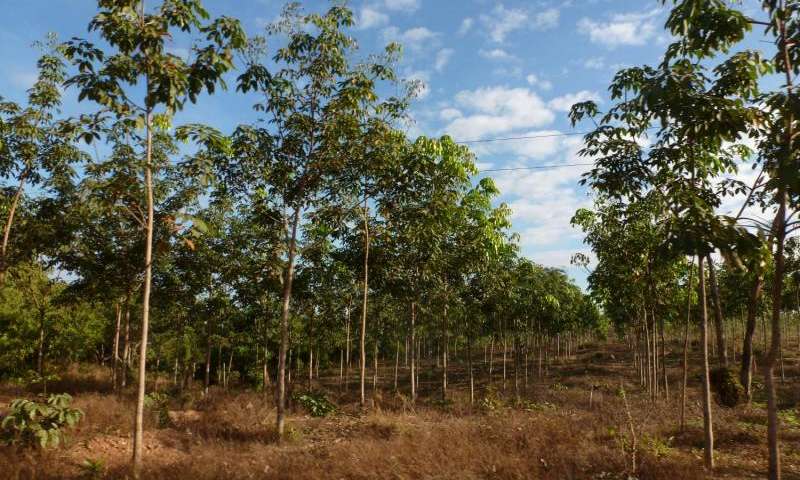 拓展橡胶种植园对于东南亚的濒危物种是“灾难性的”