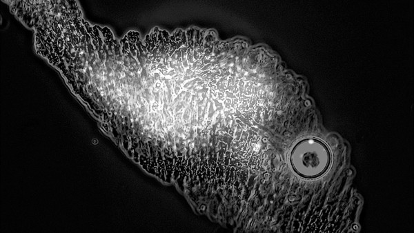 地球微生物更喜欢在陨石上定居