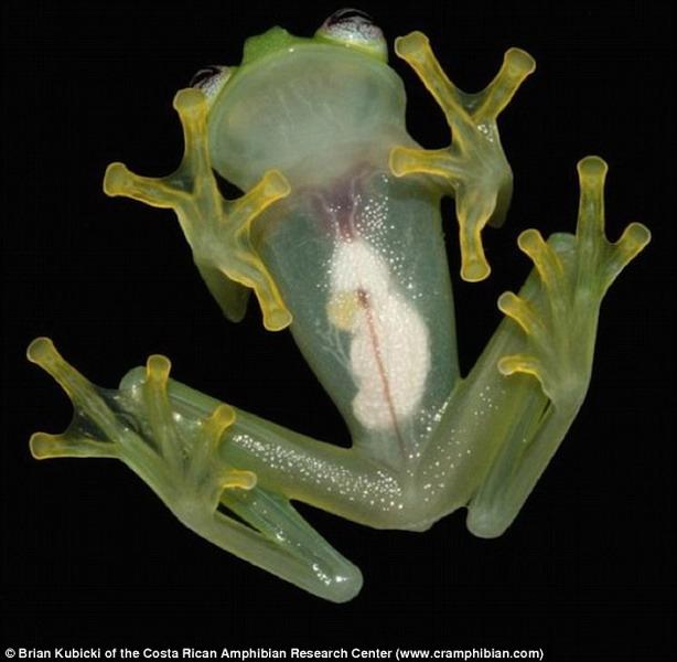 哥斯达黎加东部山脉发现一种玻璃蛙新物种 能够看到其内脏器官