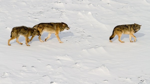 去年冬天在罗亚尔岛拍摄的这张照片中的3匹狼是一对儿公狼母狼和它们有点驼背的幼崽。