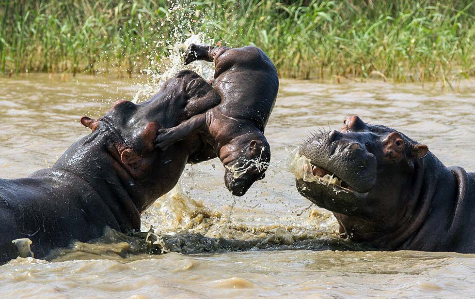 在两头成年雄性河马激烈对战时,出生仅5天的小河马被抛入空中。