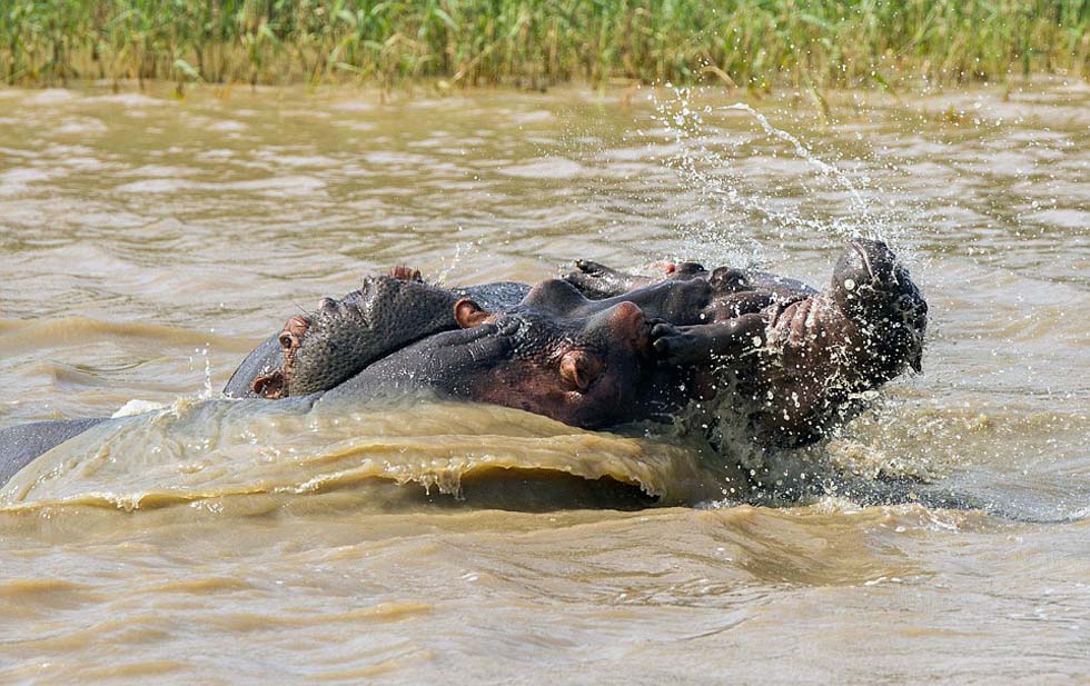 小河马在水面上被拖拽,数小时后死亡。