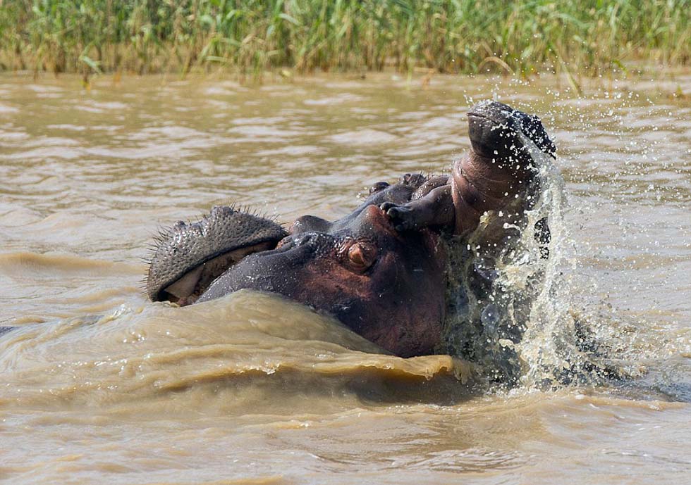 小河马的母亲惊恐地看着孩子被猛抛入空中,随后又被在水面上拖拽。