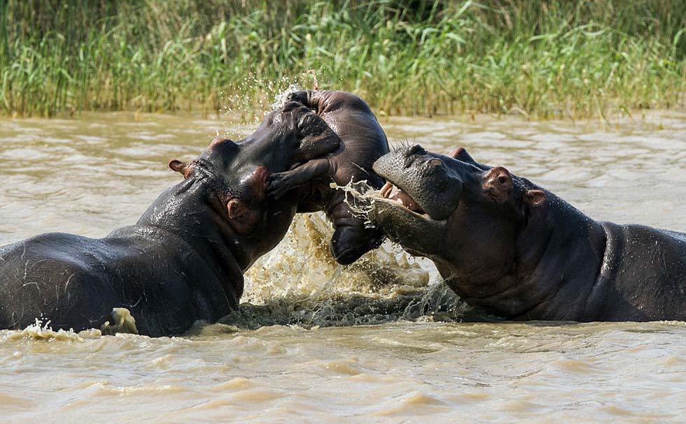 当时两头成年雄性河马已经战斗了半晌