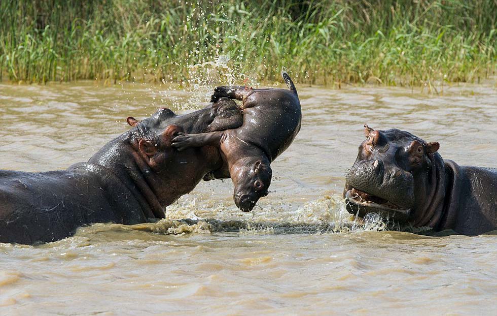 法瑞尔目击了小河马被卷入激烈致命战斗的场景