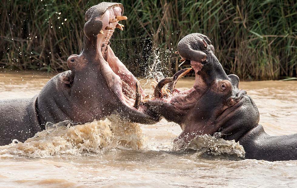 当两头成年河马继续在泥水中对战时,小河马似乎已经一动不动。