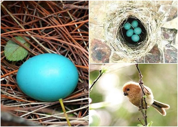 天然的蓝色鸟蛋令网民称奇,专家估计属于棕头鸦雀(右下图)的蛋。