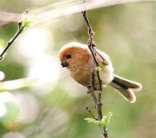 专家指棕头鸦雀每窝产卵3至5只,蛋呈淡蓝色或蓝绿色。