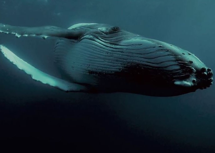 该条孤独的鲸鱼被科学家取名为52赫兹