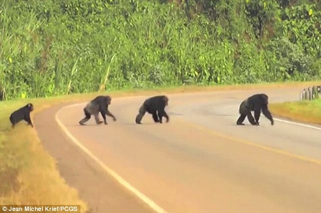 乌干达野生黑猩猩为了应付繁忙的交通开始懂得过马路