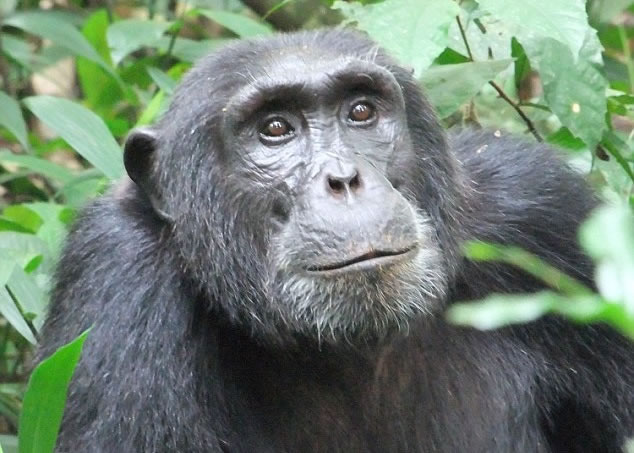 专家首次观察到黑猩猩会透过改变自己的行为,以适应繁忙道路。