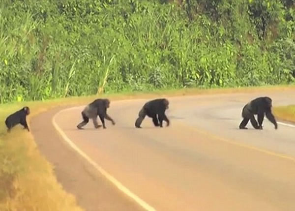 黑猩猩横过马路时会先望左右。