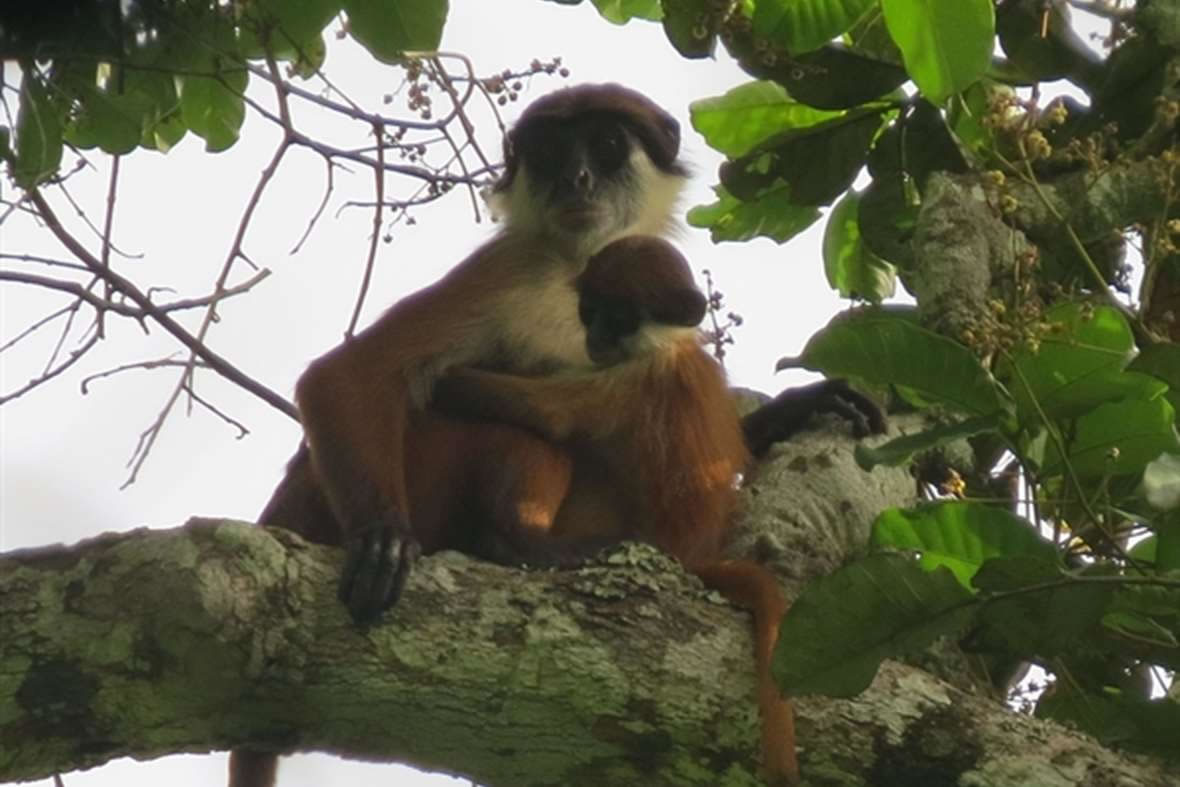 研究人员近日在刚果国家公园抓拍到一张濒临灭绝的红疣猴照片