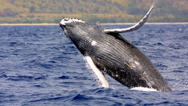 ȥ��3 �£�һͷ��ͷ��Ծ�����档��NOAA��