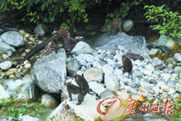 白颊猕猴。李成、IBE、西藏林业规划研究院 摄