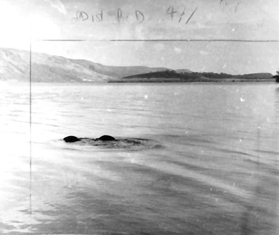 尼斯湖水怪照片曝光81周年:英国《镜报》盘点与这种神秘生物有关的20个有趣故事