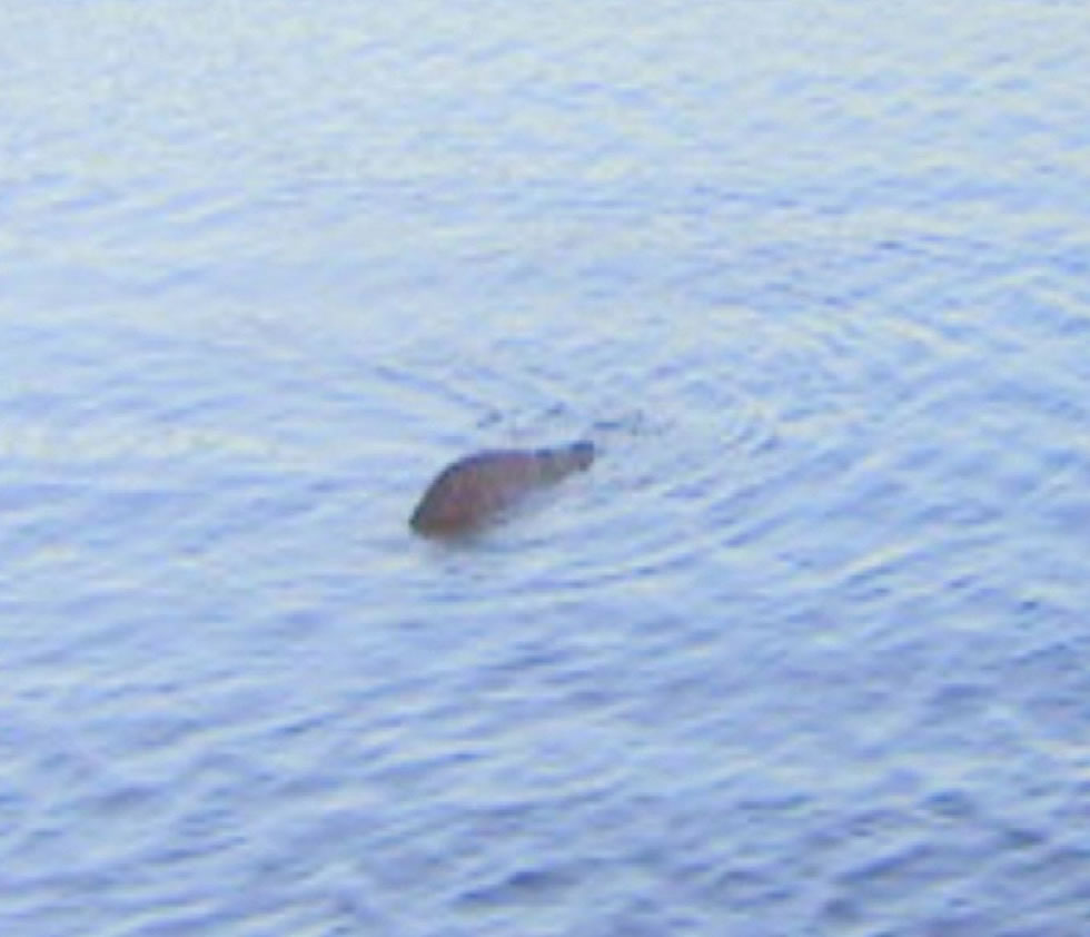 尼斯湖水怪照片曝光81周年:英国《镜报》盘点与这种神秘生物有关的20个有趣故事