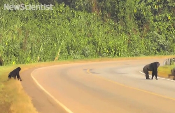 雄性大猩猩在马路的一端回头等待幼崽