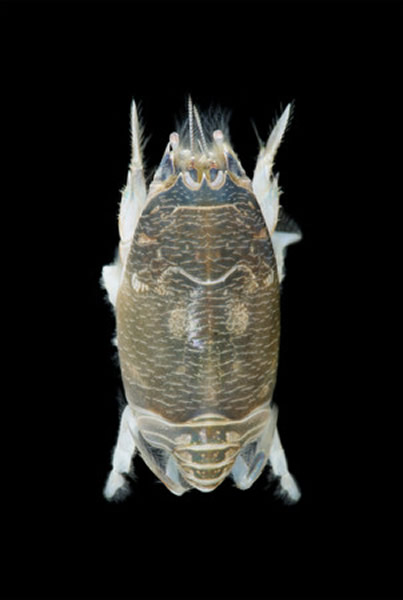 台湾中兴大学生命科学系薛攀文教授发现世界新种鼠蝉蟹——台湾鼠蝉蟹