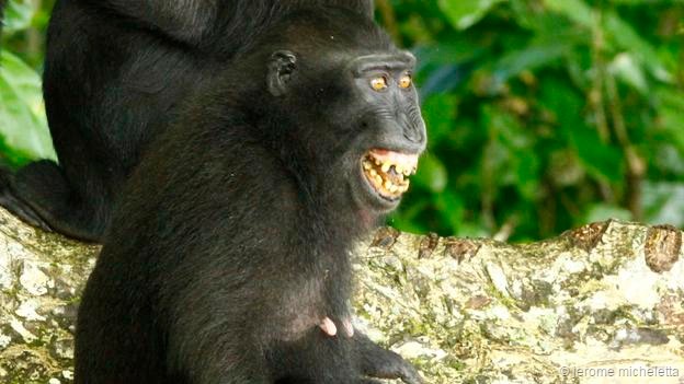 尖叫表情常出现在黑冠猴的冲突中