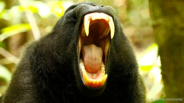 哈欠常意味着焦虑或压力