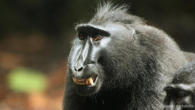 沉默龇牙的表情类似人类的微笑