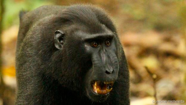 嘴巴半张的表情意味着受到一定威胁