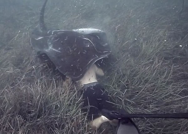 魔鬼鱼轻咬德布纳后脑