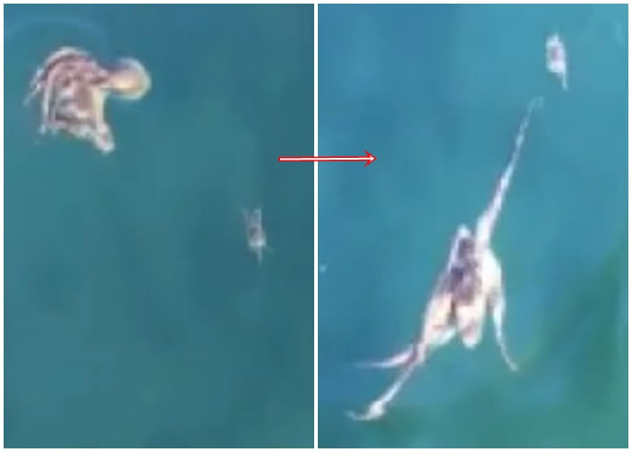 八爪鱼施展浑身解数捕蟹