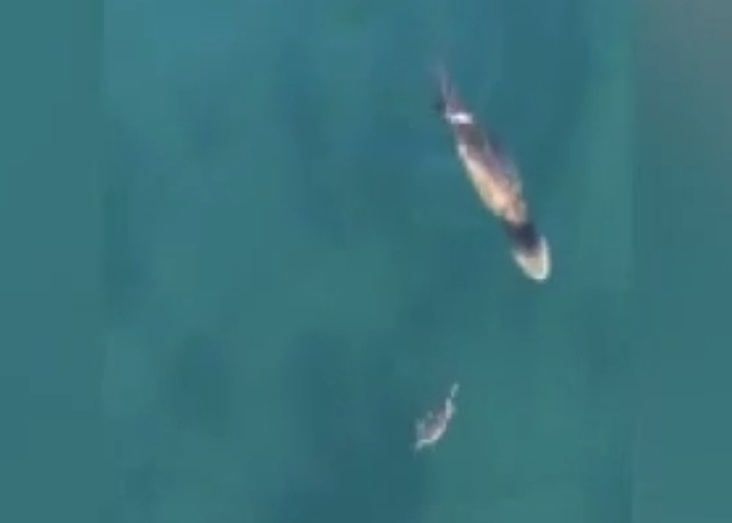 螃蟹也不愿“浮游以待毙”,立即八脚齐施,在水中左闪右避。