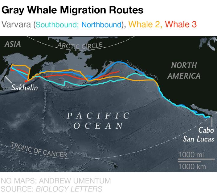 灰鲸打破哺乳类最长距离迁移纪录