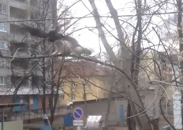 黑鸟(左)高速飞下,用爪突袭白猫(右)的头部。