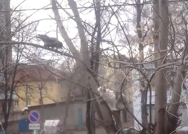 一猫(右)一鸟(左)对望叫阵。