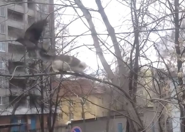 当白猫欲进攻时,醒目的黑鸟展翅飞走。