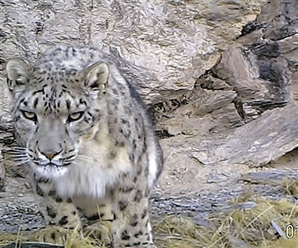 红外相机捕捉到的雪豹影像