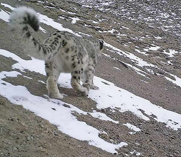 雪豹在雪山上远去